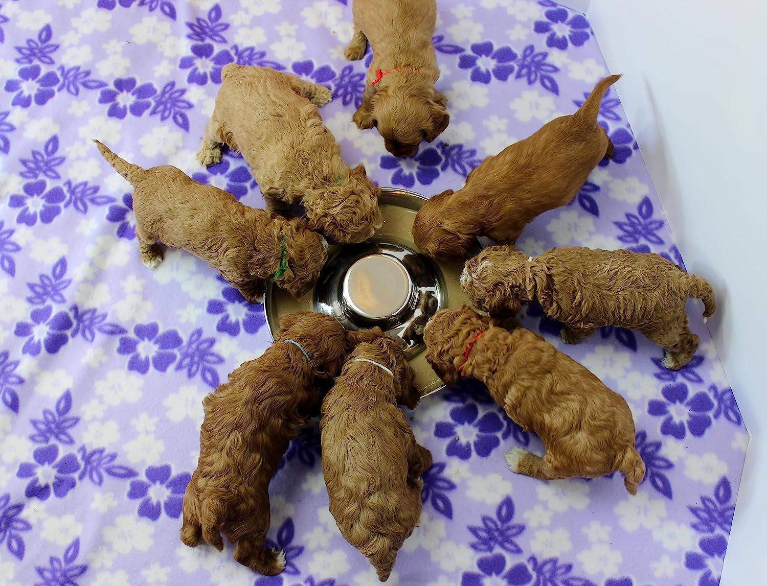 Stainless Steel Puppy Dog Bowls, Pets Puppies Feeding Food and Water Weaning Bowls Dishes Feeder