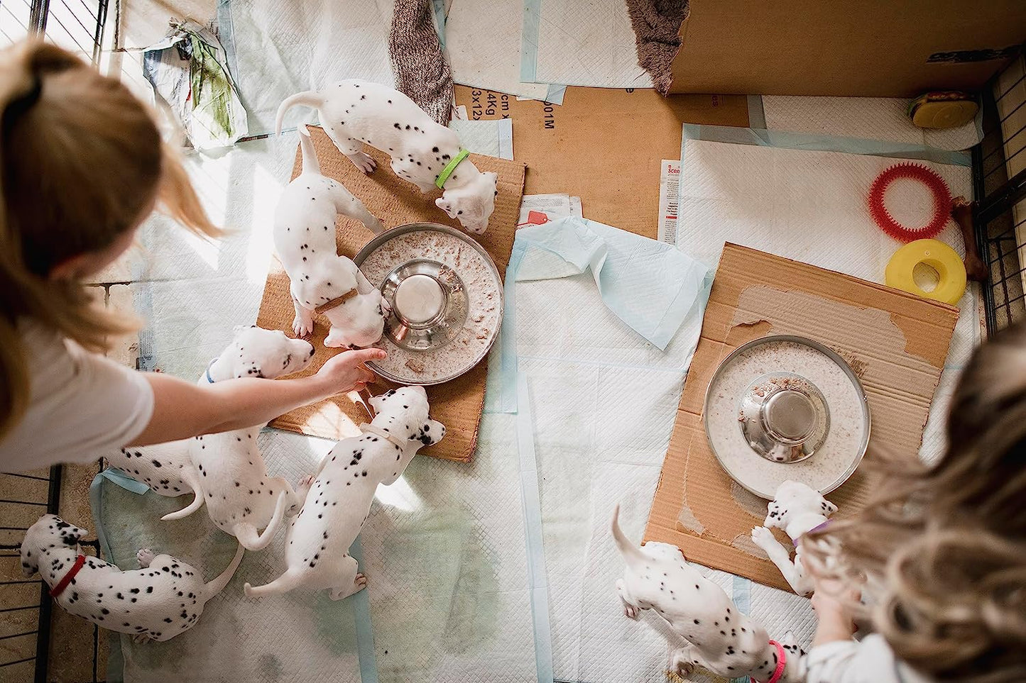 Stainless Steel Puppy Dog Bowls, Pets Puppies Feeding Food and Water Weaning Bowls Dishes Feeder