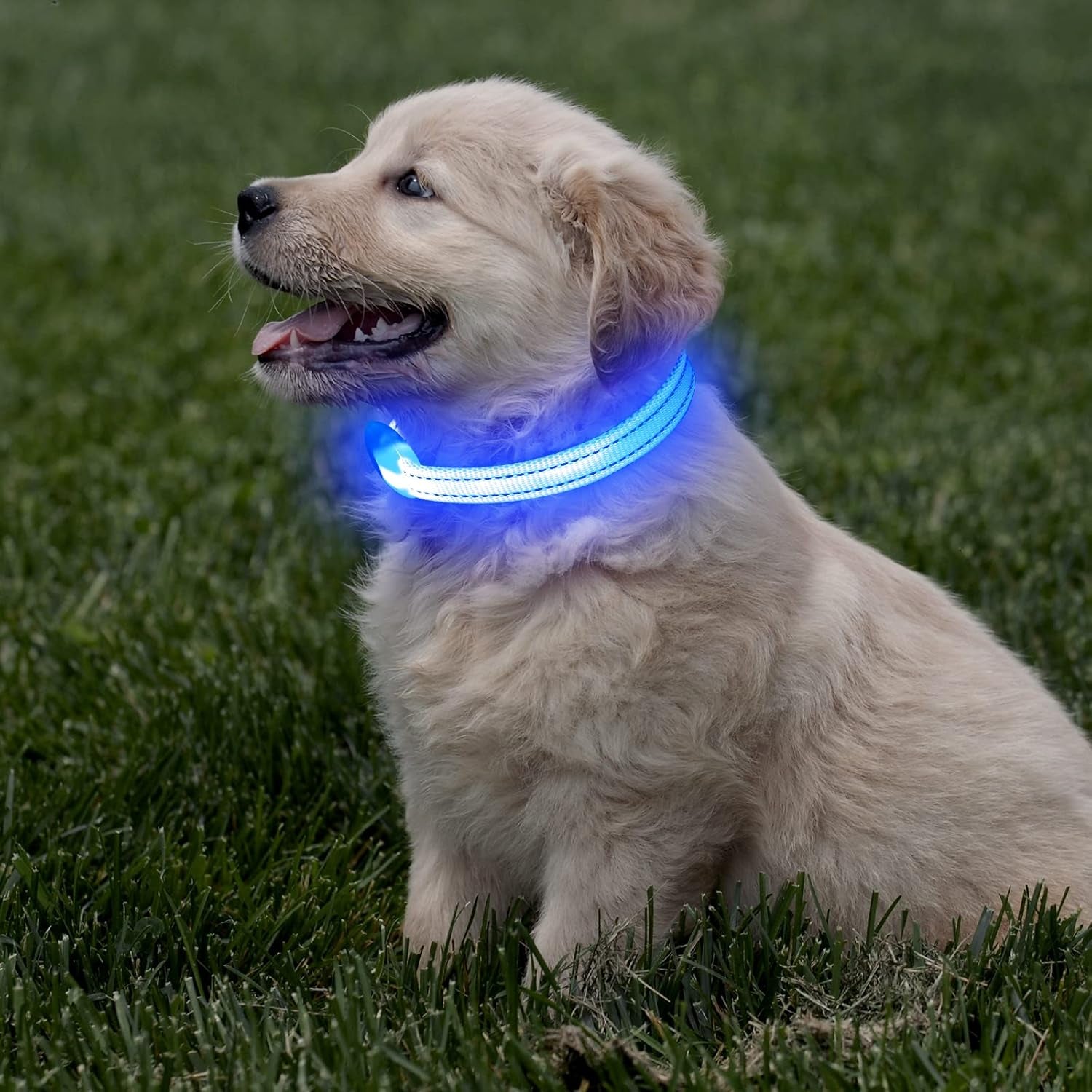 Light up Dog Collar for Small Dogs, Reflective LED Dog Collar Rechargeable Puppy Collar Glowing Cat Collars Safety Dog Lights for Night Walking (XS, Royal Blue)
