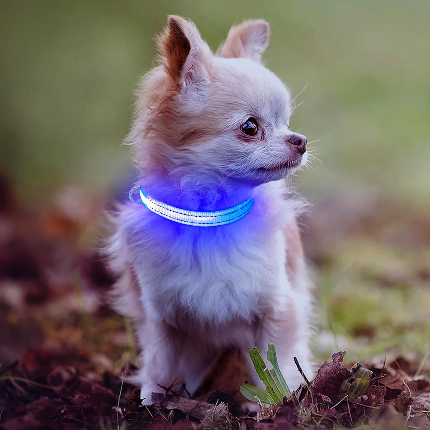 Light up Dog Collar for Small Dogs, Reflective LED Dog Collar Rechargeable Puppy Collar Glowing Cat Collars Safety Dog Lights for Night Walking (XS, Royal Blue)